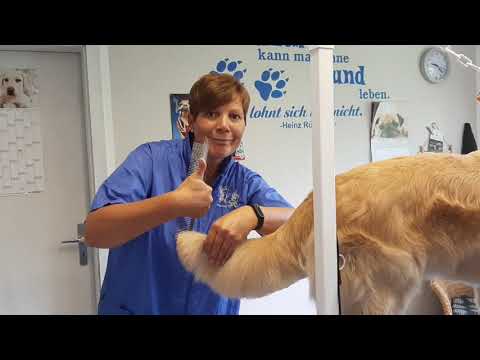 Video: Soll ich die Haare in meinen Hundeohren trimmen?