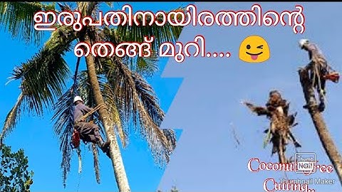 Coconut Tree Cutting In Kerala