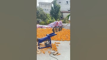 Farmers are threshing corn kernels #shorts