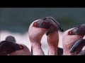 Over a Million Flamingos | The Great Rift: Africa's Wild Heart | BBC