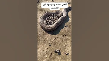 يا ستار يا رب 