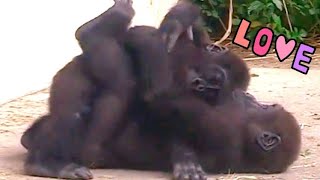 LOVE💞|D'jeeco Family|Gorilla|Taipei zoo