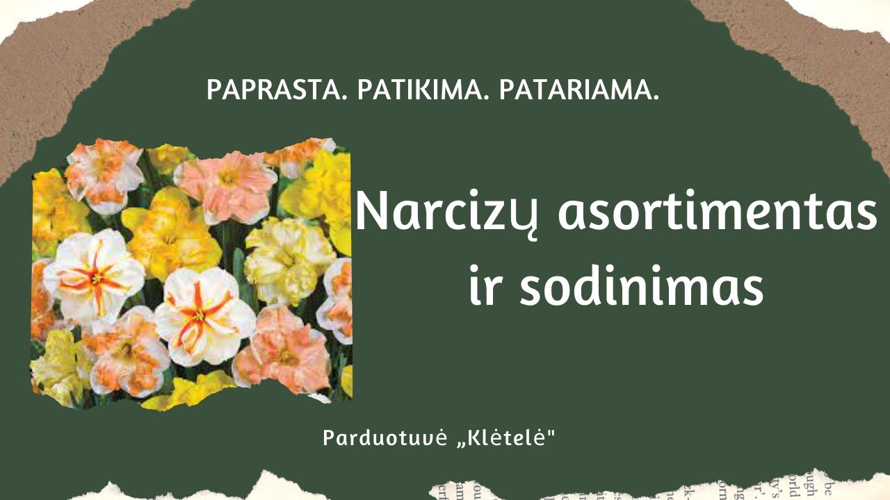 Narcizų asortimentas ir jų sodinimas