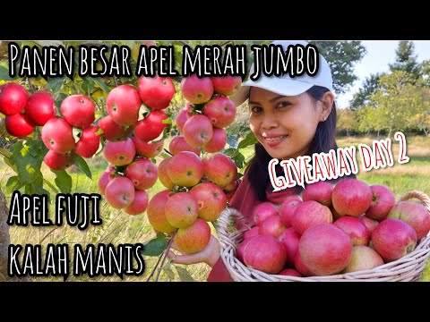 Video: Panduan Perawatan Apel Antonovka: Informasi Tentang Pohon Buah Antonovka