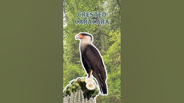 Crested Caracara – Pure Nature Sounds!