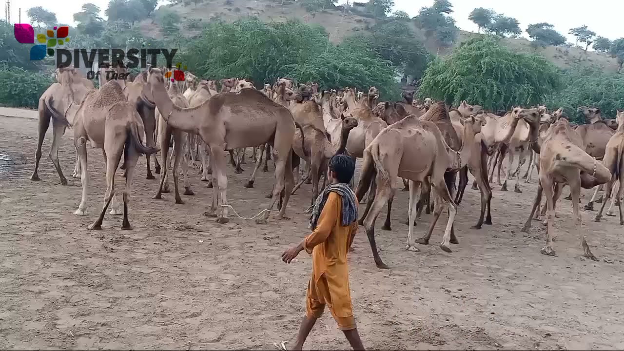 Desert Camels || Camel Herd || Tharparkar Camels In Sand Dune