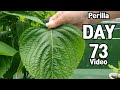 화분에 손바닥 크기로 자란 다이소 들깨(깻잎) 키우기 / Growing an Korean perilla from Seeds in 73 days