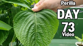 Growing an Korean perilla from Seeds in 73 days