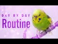 How does the Weekly Budgie Routine look like?