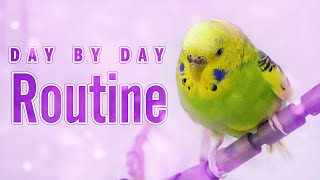 How does the Weekly Budgie Routine look like?