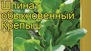 Виды Шпината Фото С Названиями Виды Шпината Фото С Названиями