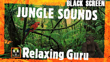 Jungle Sounds (BLACK SCREEN) | Rainforest Animal Sounds & Thunderstorm in Distance for Sleep, Relax