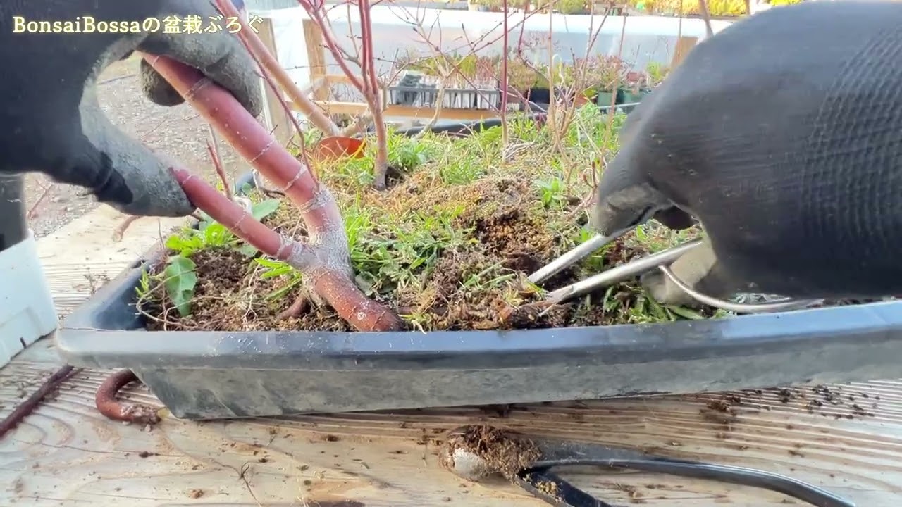 トレーに放置しすぎるとこうなります 