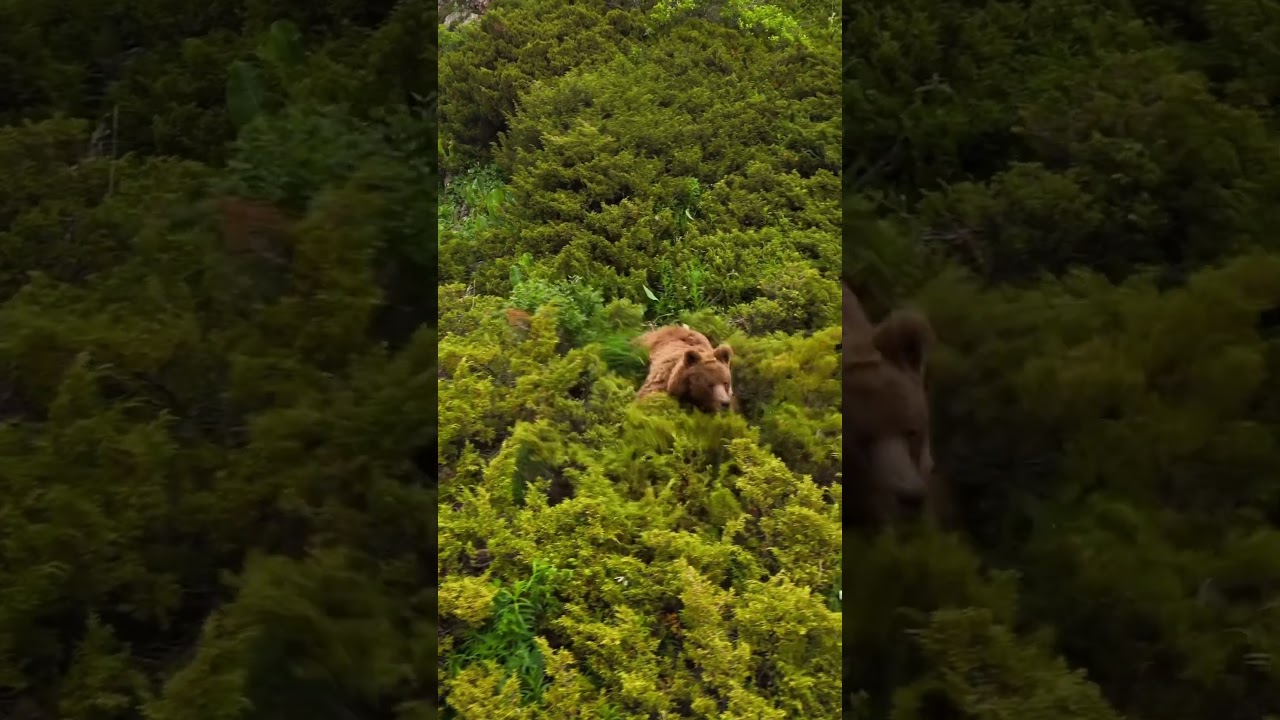 Бурый Медведь 🐻 #almaty #kazakhstan #mountains #bear #медведь #горы #природа