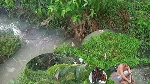 Săn Bắt Miền Tây |Câu Cá Lóc Đồng |Ẩm Thực Miền Tây |Món Ăn Hương Đồng Cỏ Nội