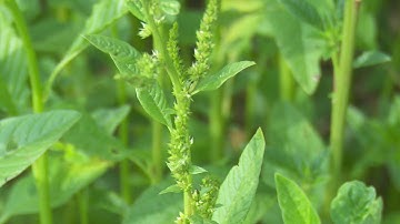 Managing Waterhemp in the Midwest