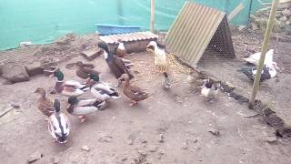 Mon petit élevage de canard
