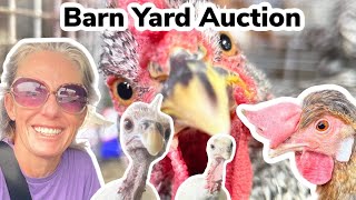 Chicken And Barn Yard Animal Auction