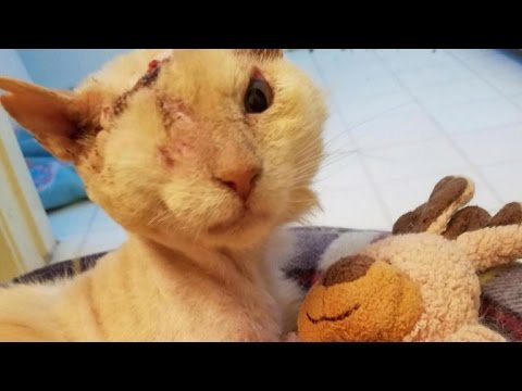 Cat Who Survived Horrific Acid Attack Finds Comfort In Teddy Bear