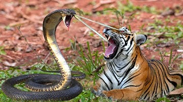 Tragic Ending! Leopard Bite The Giant Python To Save Tiger Being Swallowed