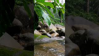 Tropical Rainfall by the Shore | Relaxing Jungle Ambience #rain #jungle #shore