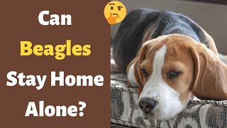 How Long Can you Leave your Beagle alone at Home?