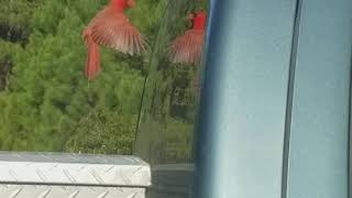 Bird fighting his own reflection