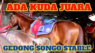 Ternyata Ada Kuda Juara Disini ll Pangkalan Kuda Wisata Candi Gedong Songo Stable Kabupaten Semarang