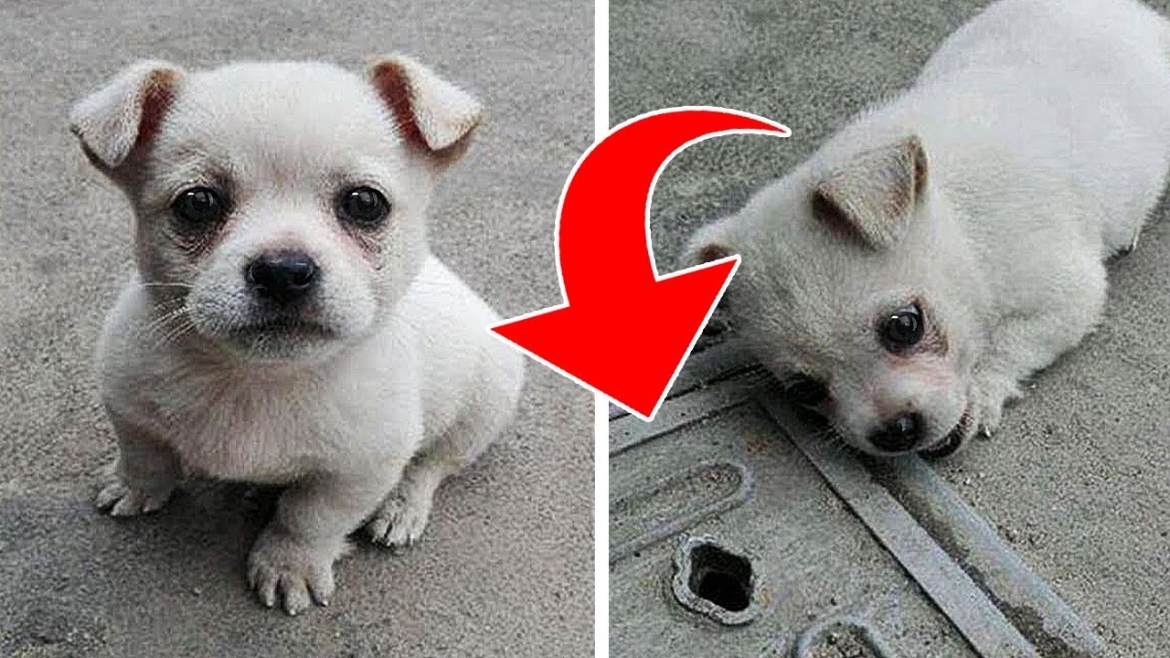 UN PERRITO NO QUERÍA ALEJARSE DE UNA ALCANTARILLA.SU DUEÑO LUEGO DESCUBRIÓ ALGO DE ROMPER EL CORAZÓN interessantes netflix