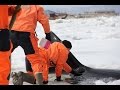Спасение косаток попавших в ледовый плен
