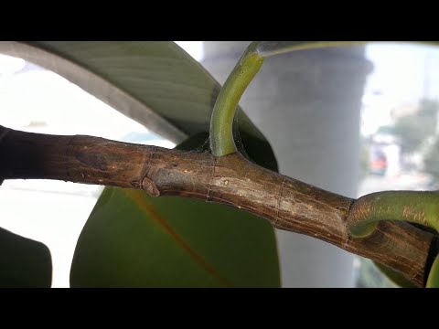 Видео: Обычные вредители каучуковых растений – как уничтожить насекомых каучуковых растений
