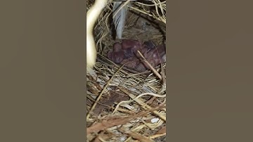 java sparrow chicks progress || java breeding