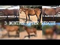 THREE MONTHS AFTER SAVING 3 HORSES FROM SLAUGHTER