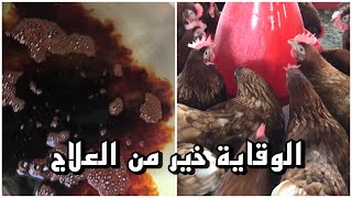 فوائد استعمال اليود للدواجن