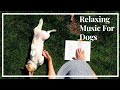 Calming Dog Music -  1 hour of Relaxing Music For Dogs to Ease Anxiety