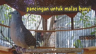 Perkutut lokal gacor suara panjang super manjur untuk pancingan.