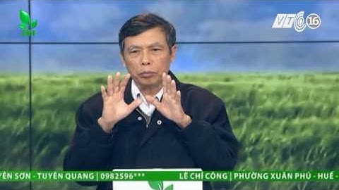 Trị bệnh nấm và tuyến trùng gây hại cây hồ tiêu