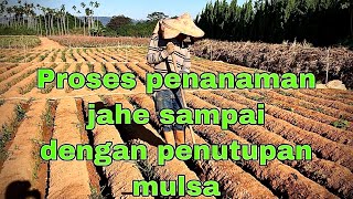 part Full‼️‼️ proses penanaman jahe sampai penutupan mulsa⁉️