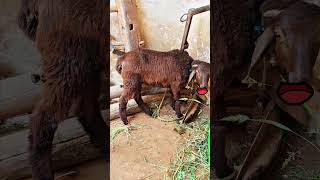 Venta Padukuroo🐐😃#shorts#shortsfeed#viral#trending#funny#folk#folksong#pets#explore#dance#animals