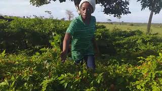 pilipili kichaa mkoani na na kampuni ya expotan