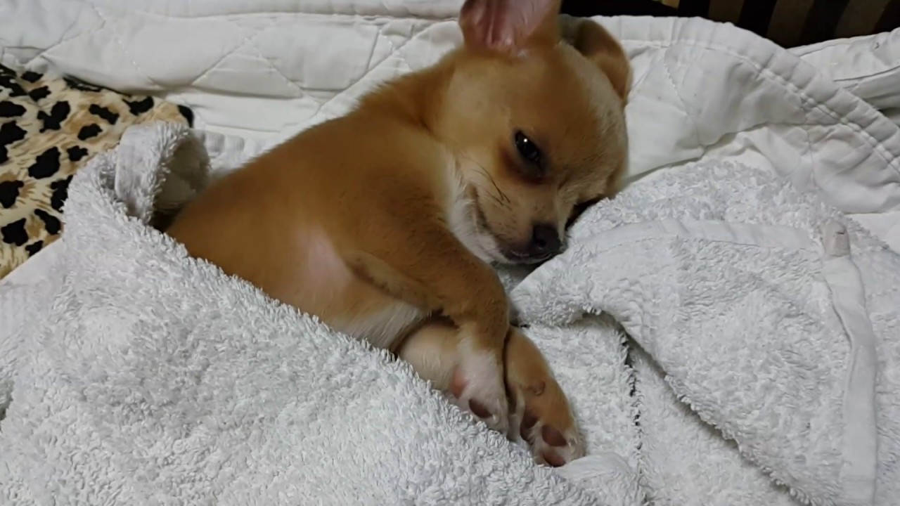 Sevimli Kopek Badi Uyku Sersemi Dog Chihuahua Buddy Sivava Youtube Sivava Kopekler Kopek Chihuahua