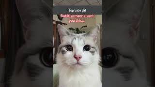 #cat #memes #funny #kitten #funnycatvideos #larry #cats #catmemes #larrylegend