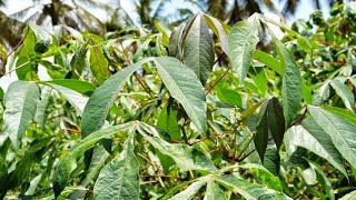 FAIDA ZA MTI WA MUHOGO USIZO ZIFAHAMU || MTI WA KISAMVU