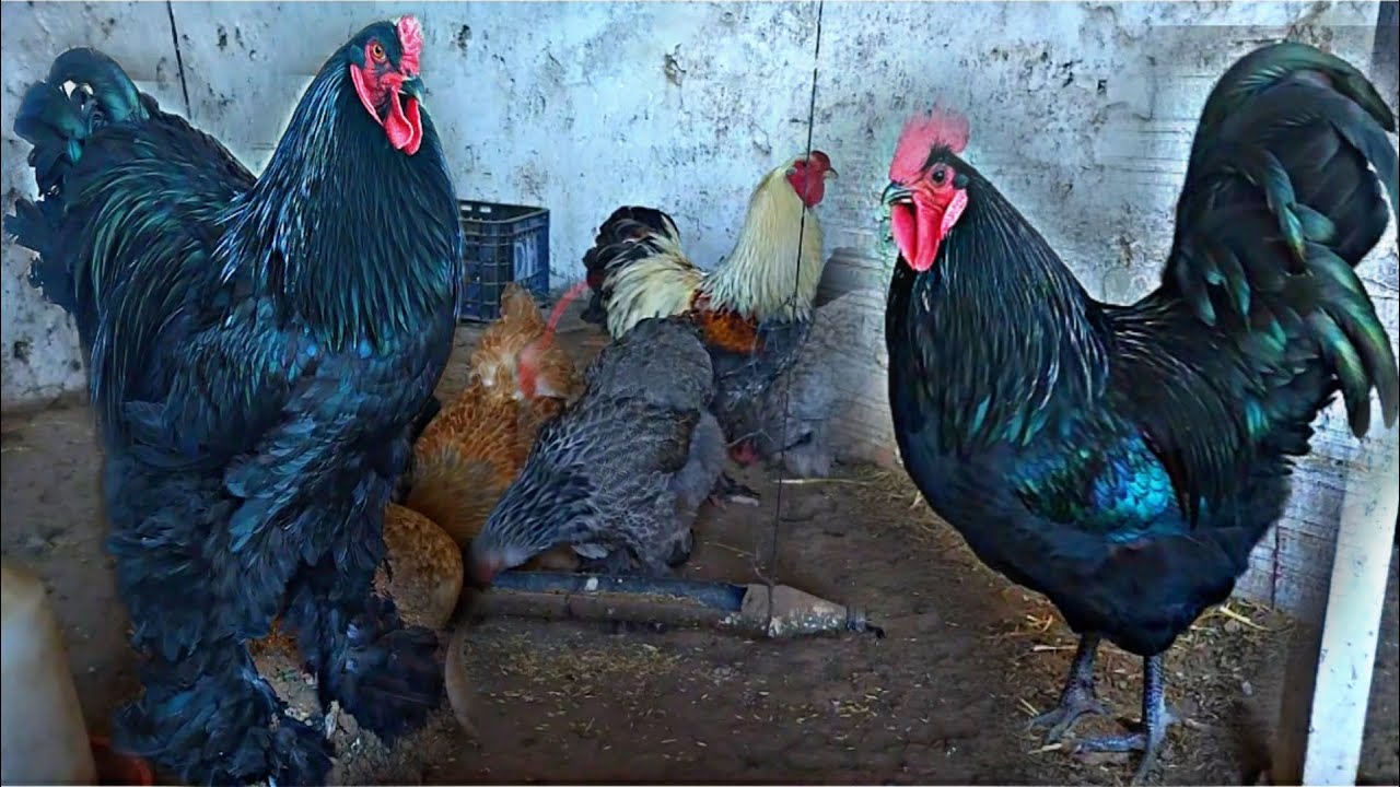تربية دجاج حصيلة البيض عند دجاج البراهما وسلالات ولاعة مع الدجاج الأسود و الأسترالوب والفيومي