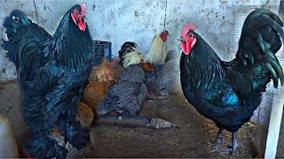 تربية دجاج حصيلة البيض عند دجاج البراهما وسلالات ولاعة مع الدجاج الأسود و الأسترالوب والفيومي