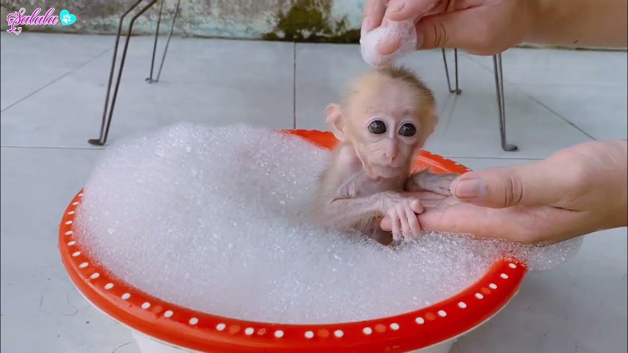 Baby monkeys love to bathe with soap bubbles YouTube