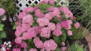 Invincibelle Mini Mauvette Hydrangea