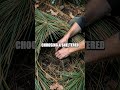 Pine Needle Haven Debris Shelter Mastery in Real World Conditions