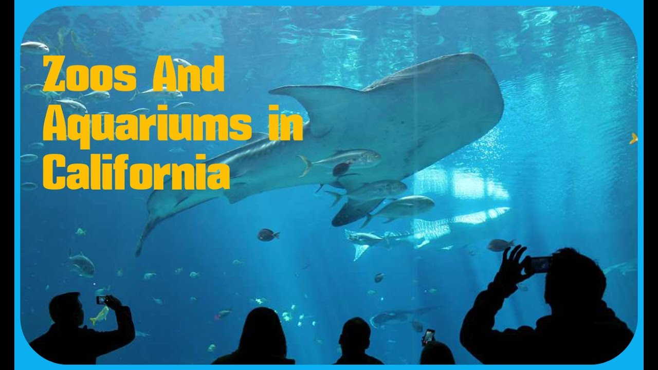 Top 20. Best Zoos And Aquariums in California - MaxresDefault