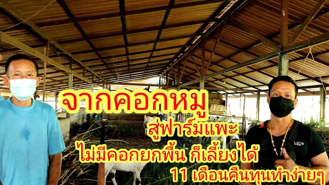 วิธีเลี้ยงแพะขายง่ายๆใช้คอกดินคืนทุนเร็วอ.กุดจับจ.อุดรธานี